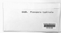 Pyrenophora typhicola image